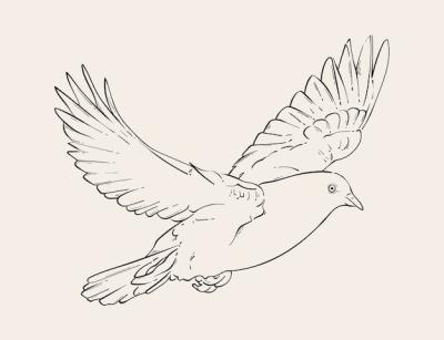 Hand Drawn Dove Outline Illustration – Free Download