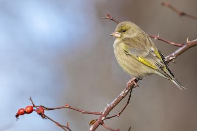 Exotic Black and Yellow Bird on a Tree Branch – Free Stock Photo Download