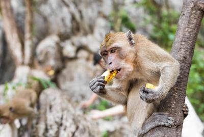 Monkey Enjoying a Banana: Free Stock Photo for Download