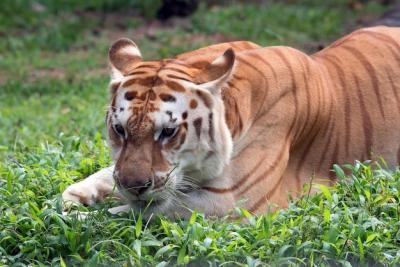 Golden Tabby Tiger Closeup: Stunning Free Stock Photo for Download