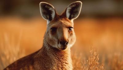 Fluffy Wallaby Ear Gazing at Camera Outdoors – Free to Download