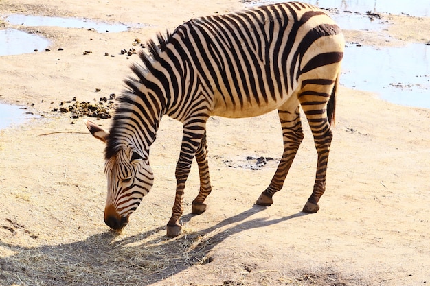 Daytime Zebra Grazing by Water – Free Stock Photo for Download