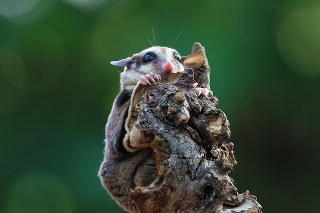 Cute Face Sugar Glider Climbing on Wood – Free Stock Photo for Download