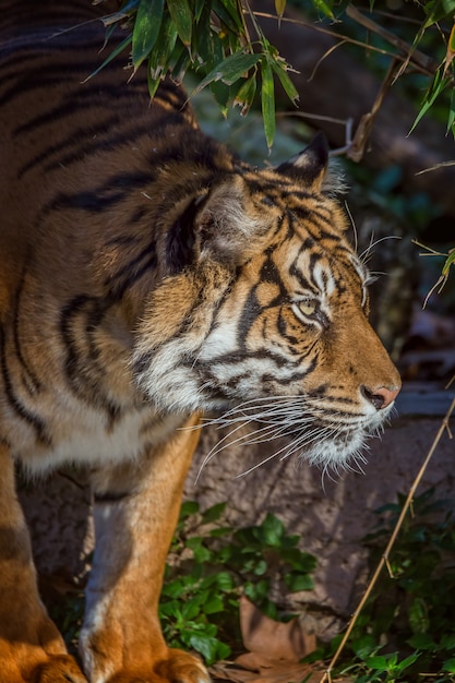 Asian Tiger at Barcelona Zoo, Spain – Free Download