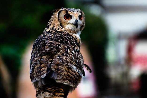 Close-up of Owl – Free Stock Photo for Download