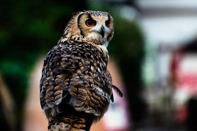 Close-up of Owl – Free Stock Photo for Download