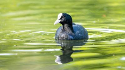 Closeup Shot of a Black Bird Swimming in the Lake – Free Download