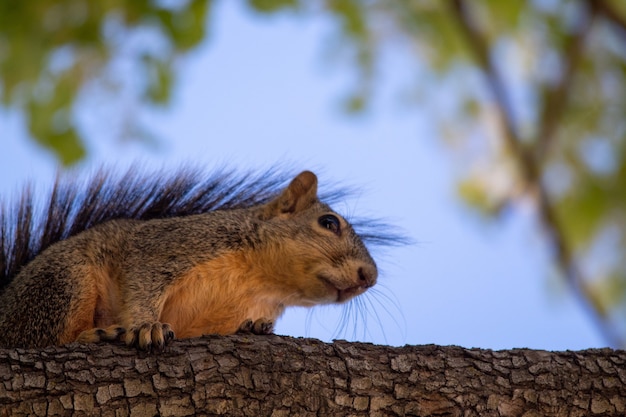 Closeup Shot of a Fox Squirrel on a Branch – Free Download