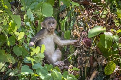 Close-up of a Monkey in a Forest Tree – Free Stock Photo, Download Free