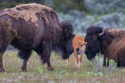 Steppe Bison and Calf in a Field – Free Stock Photo, Download for Free