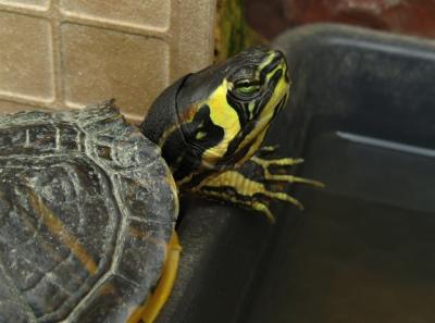 Yellow-Bellied Slider Closeup – Free Stock Photo for Download