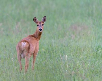 Charming Closeup of a Cute Roe Deer on Green Grass – Free Download