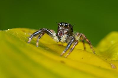 Closeup Shot of a Spider on a Yellow Leaf – Free Stock Photo for Download