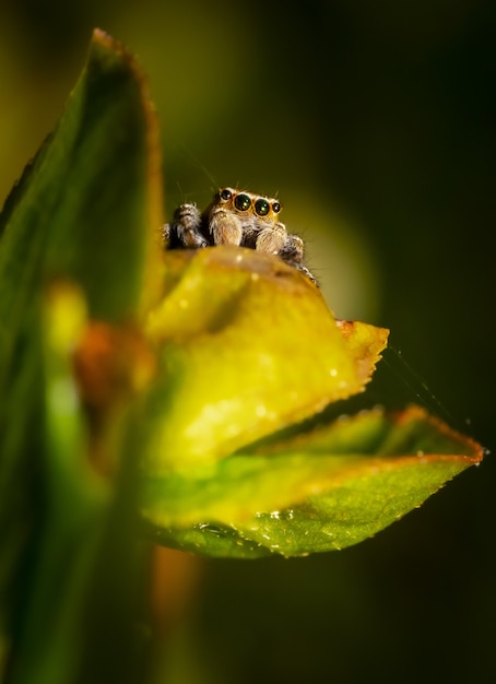 Brown and Black Spider on Green Leaf – Free Download