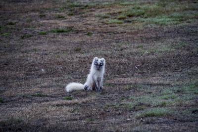 White Fox Sitting on Brown Soil – Free Stock Photo, Download for Free