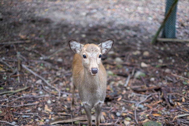 Little Deer – Free Stock Photo for Download