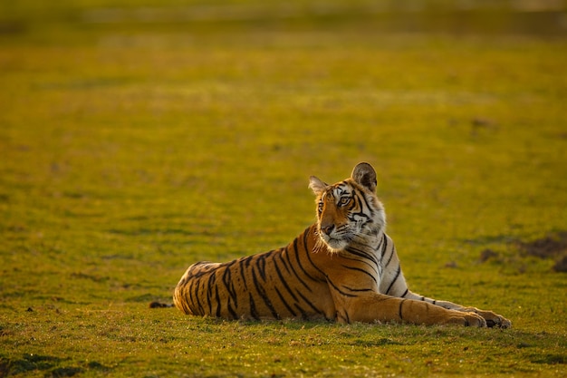 Amazing Bengal Tiger in Nature – Free Stock Photo for Download