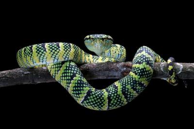 Tropidolaemus Wagleri Snake Closeup on Branch – Download Free Stock Photo