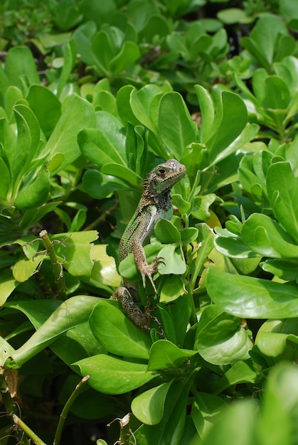 Green Iguana Resting on Lush Green Bush – Free Stock Photo, Download for Free