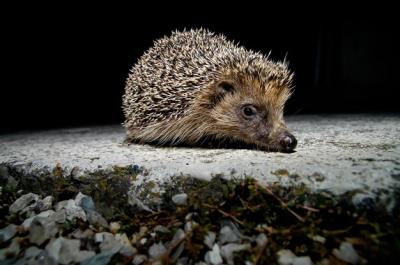 West European Hedgehog – Free Stock Photo for Download