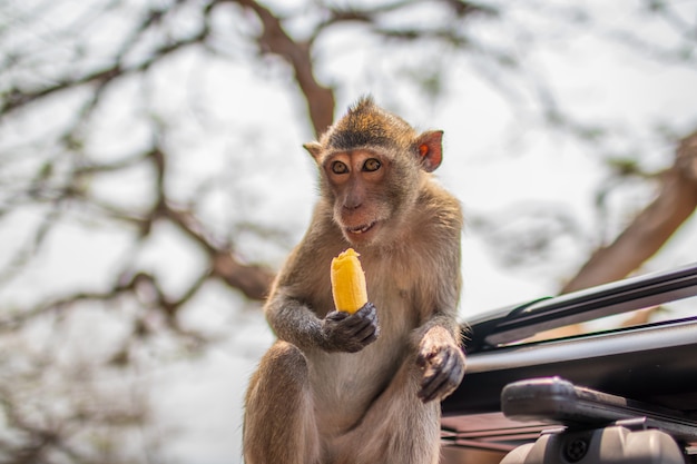 Unique Shot of a Thai Primate Monkey on a Car in Thailand – Free to Download