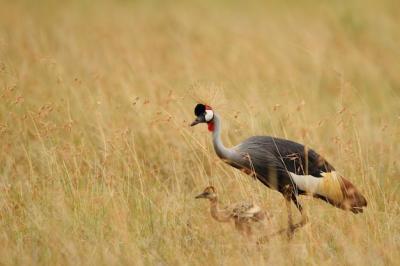 Black Crowned Cranes in Tall Grass – Free Stock Photo Download