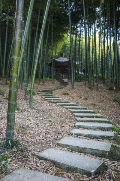 Bamboo Forest – Free Stock Photo for Download