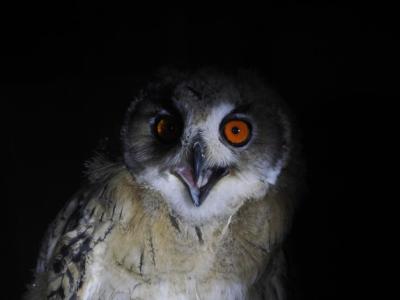 Owl Portrait Isolated on Black – Free Stock Photo for Download