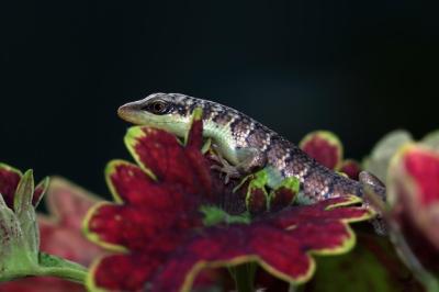 Baby Olive Tree Skink Dasia Olivacea on Leaves – Free Download