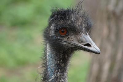 Ostrich Head in Nature – Free Download