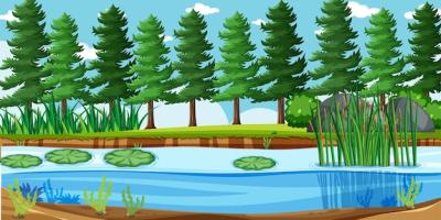 Serene Nature Park Landscape Featuring Lush Pines and Tranquil Swamp – Free Download