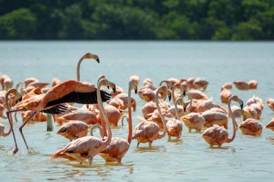 Flock of Flamingoes in Water Surrounded by Trees – Free Download