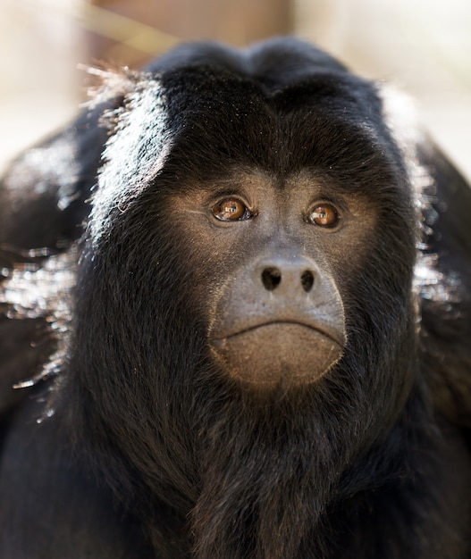 Black Howler Monkey – Free Stock Photo, Download for Free