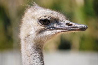 Closeup of a White Ostrich Head – Free Download