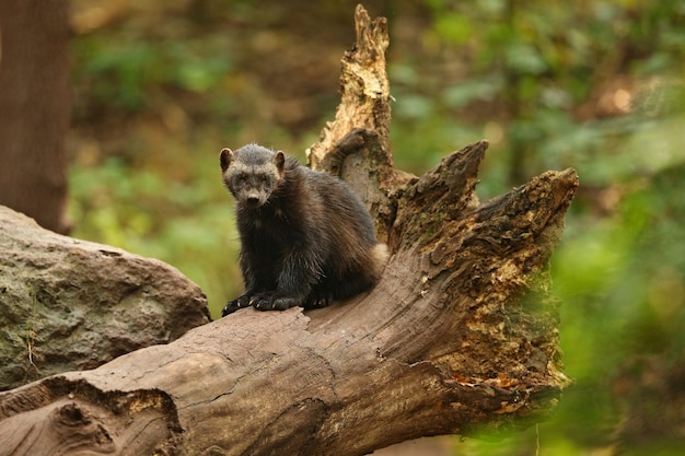 Majestic Wolverine in Front of a Colorful Background – Free Stock Photo, Download for Free