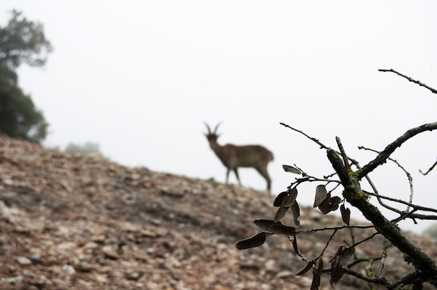 Branch Closeup with Blurred Goat on a Hill – Free Download