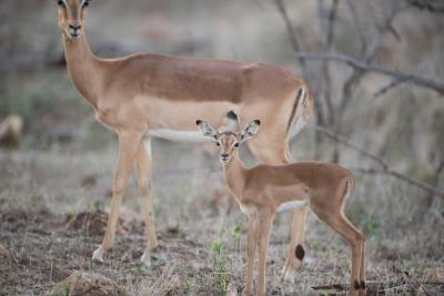 Beautiful Baby and Mother Antelope – Free Stock Photo for Download