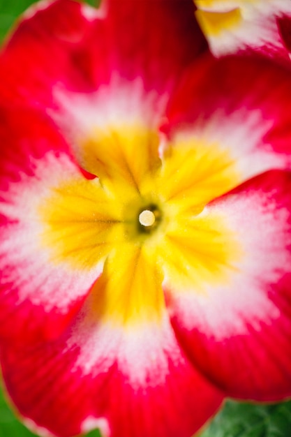 Close-up of a Delicate Flower – Free Download