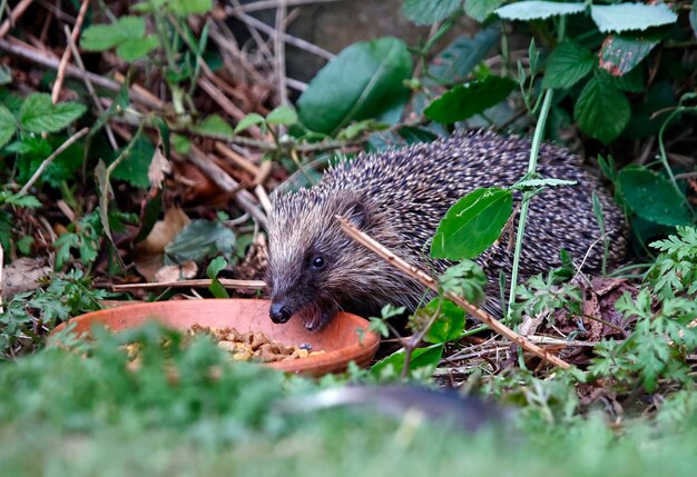 Urban Hedgehog Eating in a Garden – Free Stock Photo for Download