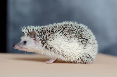 Cute Hedgehog Portrait: Adorable Curious Muzzle of a Beloved Pet – Free Download