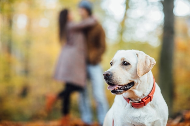 Beautiful Golden Retriever Posing in Autumn Forest – Free Download