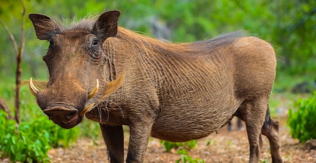 Closeup of a Wild Common African Warthog in a Forest – Free Download