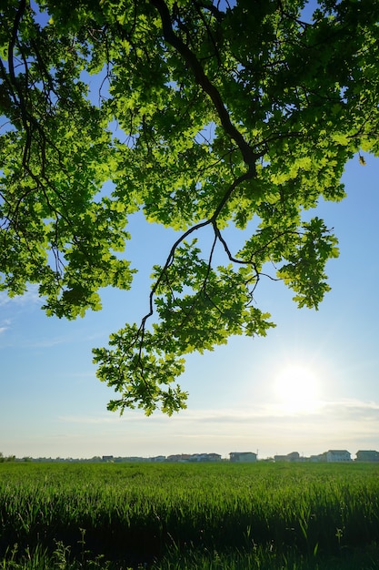 A Distant Village Surrounded by a Forest and Green Wheat Field in Spring – Free Download