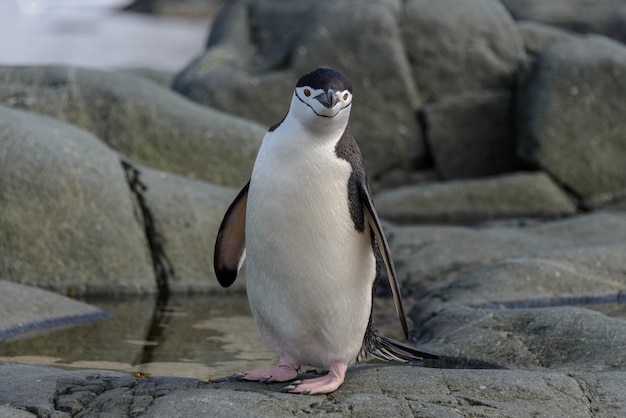 Chinstrap Penguin Close-Up on Rock – Free Download