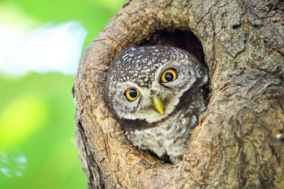 Little Spotted Owlet in a Tree Hollow – Free Stock Photo, Download for Free