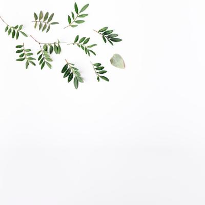 Top View of Green Leaves – Free Stock Photo, Download Free