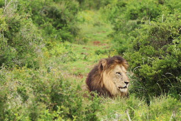 Furry Lion Walking in Addo Elephant National Park – Free Stock Photo for Download