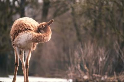 Vicuna (Vicugna vicugna) in the Snow – Free Stock Photo for Download