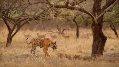 Amazing Bengal Tiger in Nature – Free Download Free Stock Photo