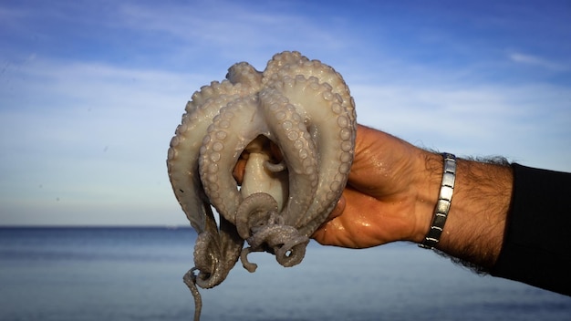 Cropped Hand of Man Holding Octopus – Free Download